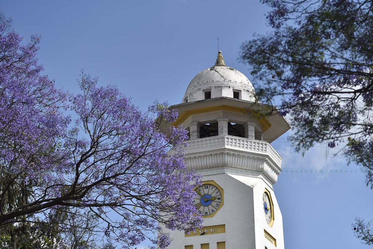 https://raracms.setopati.com/uploads/shares/2020/sujita/jacaranda/jacarranda (1).jpg